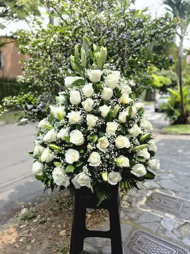 Lirios de paz